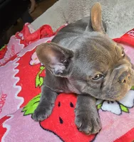Fiona , a female French Bulldog for sale in Greeley, CO – 1 of 7