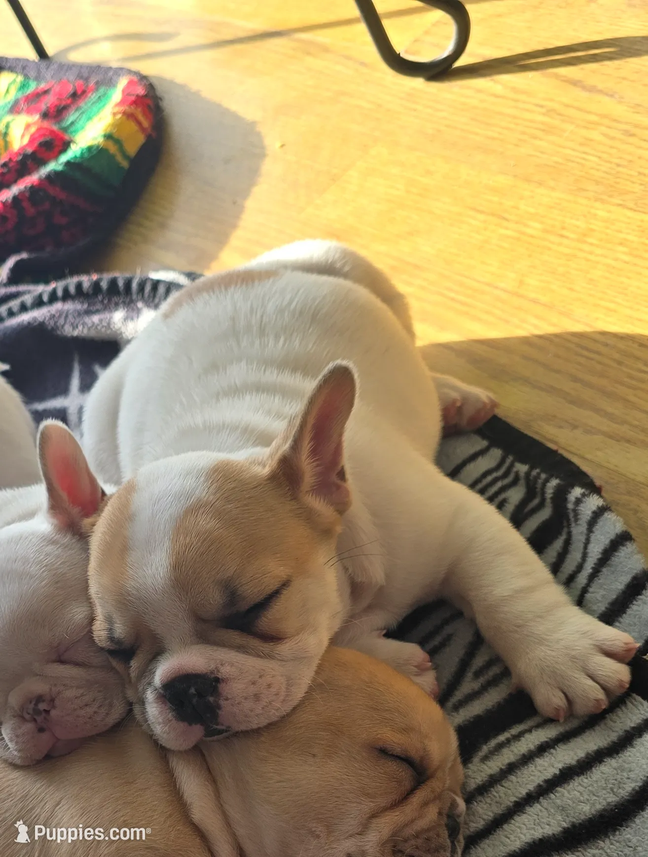 Boss, a male French Bulldog for sale in Greeley, CO – Photo 3 of 6