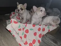 Boss, a male French Bulldog for sale in Greeley, CO – Photo 6 of 6