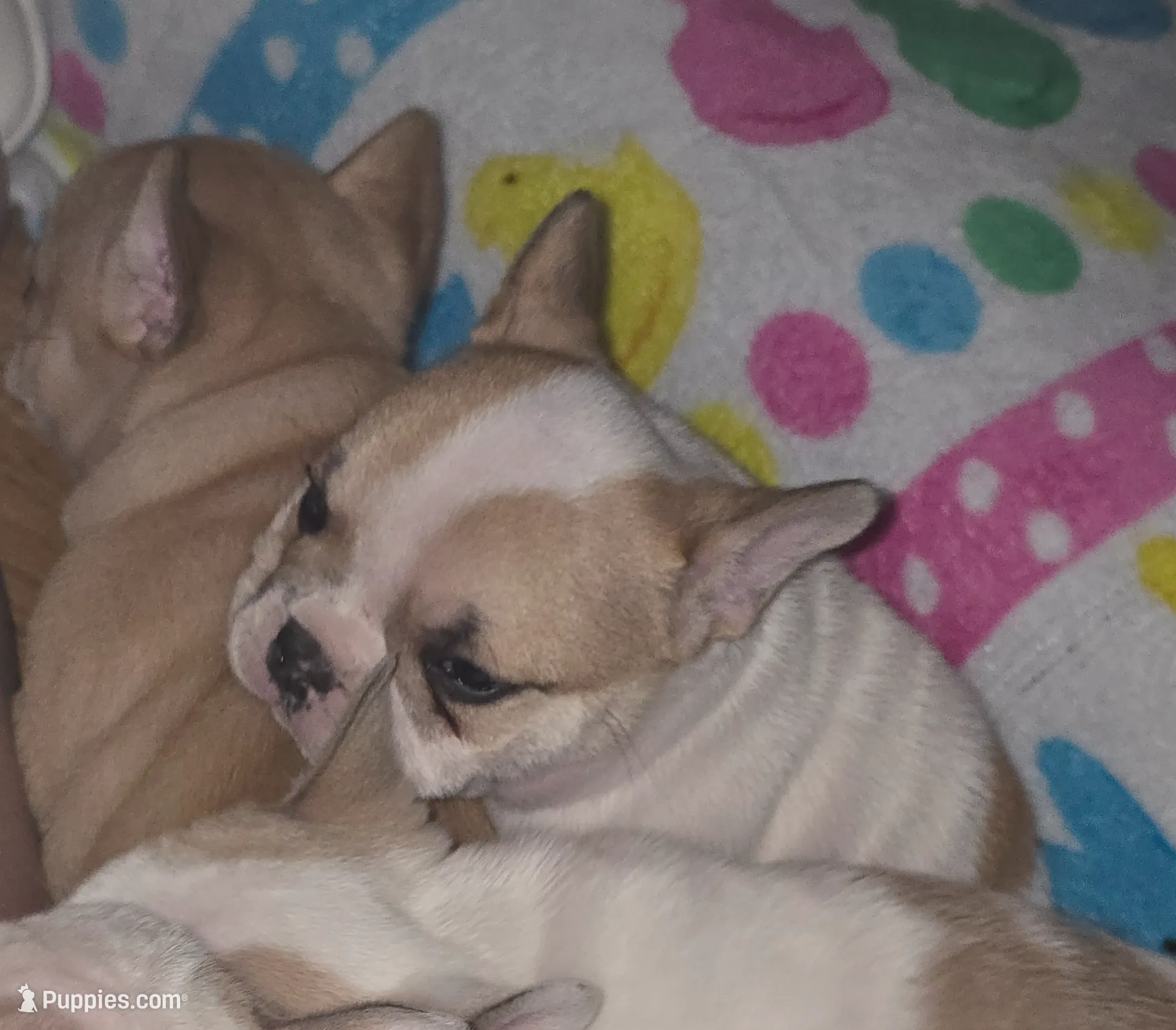 Boss, a male French Bulldog for sale in Greeley, CO – Photo 5 of 6