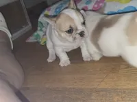 Boss, a male French Bulldog for sale in Greeley, CO – Photo 4 of 6