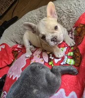 Tana, a female French Bulldog for sale in Greeley, CO – 3 of 10