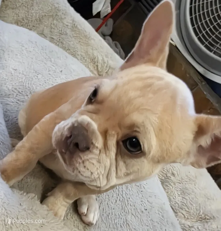 Tana – French Bulldog puppy for sale in Greeley, CO
