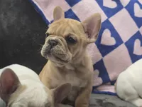 Pisscaso, a male French Bulldog for sale in Greeley, CO – Photo 4 of 5