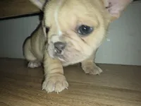 Pisscaso, a male French Bulldog for sale in Greeley, CO – Photo 2 of 5