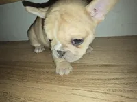 Pisscaso, a male French Bulldog for sale in Greeley, CO – Photo 3 of 5