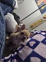 Pisscaso, a male French Bulldog for sale in Greeley, CO – Photo 5 of 5