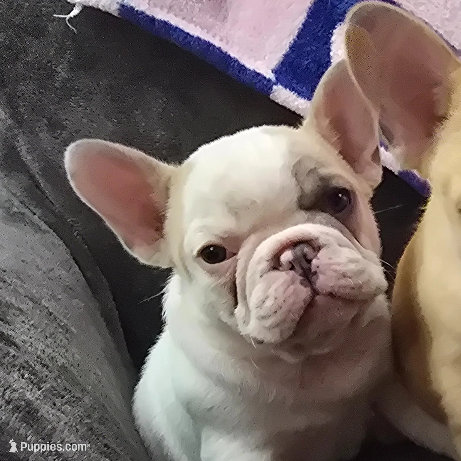 Rossco, a male French Bulldog for sale in Greeley, CO – Photo 2 of 2