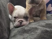 Rossco, a male French Bulldog for sale in Greeley, CO – Photo 1 of 2