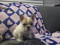 Boss, a male French Bulldog for sale in Greeley, CO – Photo 2 of 6