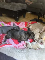 Tana, a female French Bulldog for sale in Greeley, CO – 4 of 10