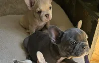 Fiona , a female French Bulldog for sale in Greeley, CO – 5 of 7
