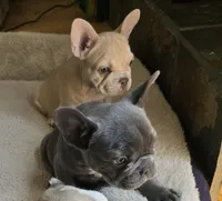 Tana, a female French Bulldog for sale in Greeley, CO – 6 of 10