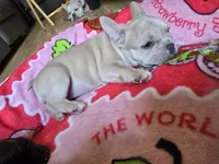 Tana, a female French Bulldog for sale in Greeley, CO – 8 of 10