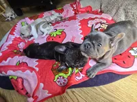 Fiona , a female French Bulldog for sale in Greeley, CO – 6 of 7
