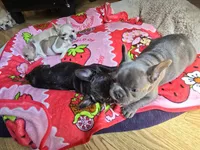 Fiona , a female French Bulldog for sale in Greeley, CO – 3 of 7