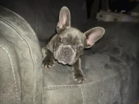Clover, a female French Bulldog for sale in Greeley, CO – 9 of 9