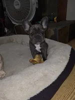 Clover, a female French Bulldog for sale in Greeley, CO – 5 of 10