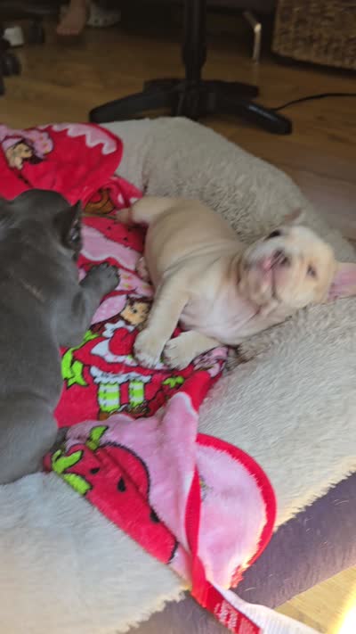 Tana, a female French Bulldog for sale in Greeley, CO – 7 of 10