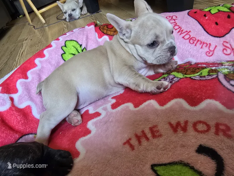 Tana – French Bulldog puppy for sale in Greeley, CO