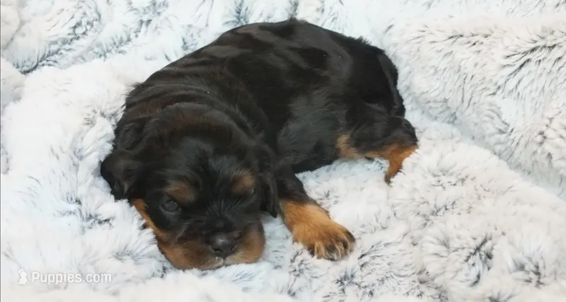 Bia – Cavalier King Charles Spaniel puppy for sale in Cincinnati, OH