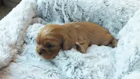 Jewel, a female Cavalier King Charles Spaniel for sale in Cincinnati, OH – Photo 2 of 3