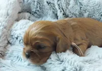 Jewel, a female Cavalier King Charles Spaniel for sale in Cincinnati, OH – Photo 3 of 3