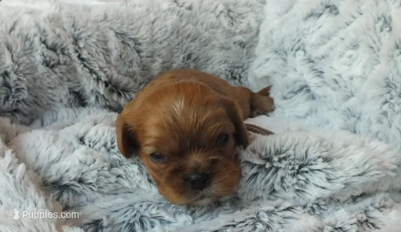 Jewel – Cavalier King Charles Spaniel puppy for sale in Cincinnati, OH