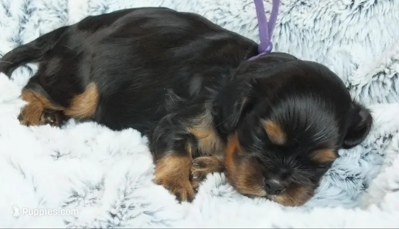 Bleu – Cavalier King Charles Spaniel puppy for sale in Cincinnati, OH
