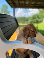 Pure-bred Golden Retriever AKC 6, a female Golden Retriever for sale in Sanford, NC – Photo 1 of 8