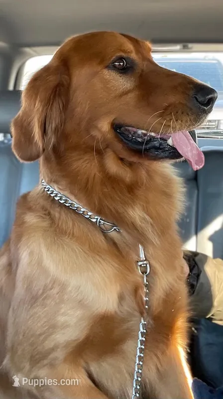 Pure-bred Golden Retriever AKC 1 – Golden Retriever puppy for sale in Sanford, NC