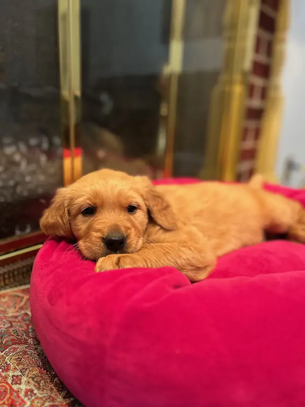 AKC Golden Retriever Pup 2