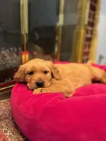 AKC Golden Retriever Pup 2, a male Golden Retriever for sale in Sanford, NC – Photo 1 of 10