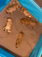 Pure-bred Golden Retriever AKC 5, a female Golden Retriever for sale in Sanford, NC – Photo 3 of 8