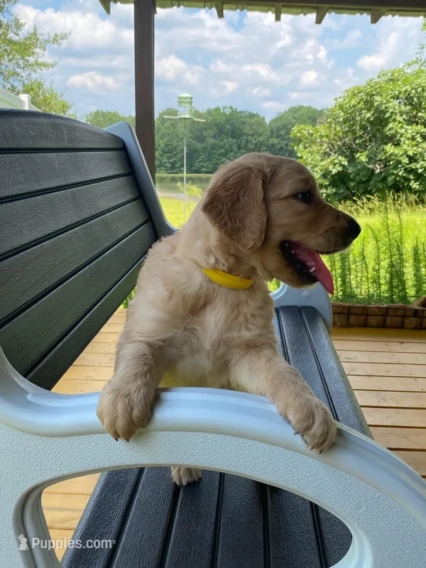 Pure-bred Golden Retriever AKC 5 – Golden Retriever puppy for sale in Sanford, NC