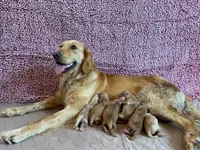 Pure-bred Golden Retriever AKC 5, a female Golden Retriever for sale in Sanford, NC – Photo 2 of 8