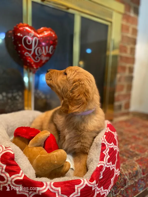 Golden AKC 7 – Golden Retriever puppy for sale in Sanford, NC