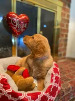 Golden AKC 7, a female Golden Retriever for sale in Sanford, NC – Photo 1 of 5