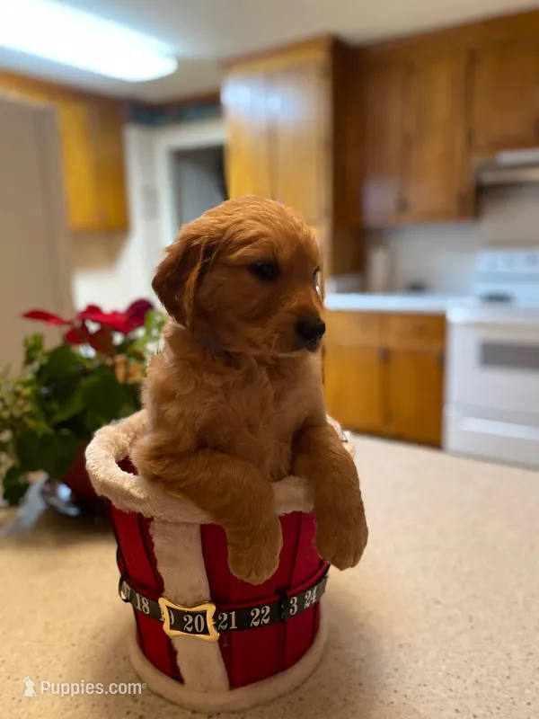 Golden AKC 2 – Golden Retriever puppy for sale in Sanford, NC