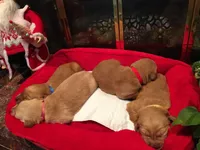 Golden AKC 11, a female Golden Retriever for sale in Sanford, NC – Photo 4 of 9