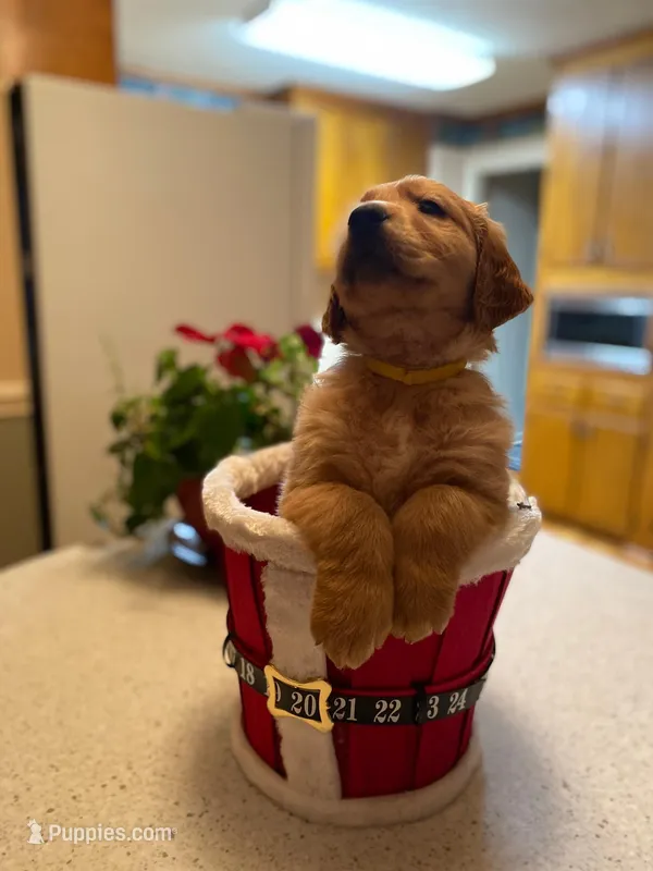 Golden AKC 11 – Golden Retriever puppy for sale in Sanford, NC