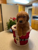 Golden AKC 11, a female Golden Retriever for sale in Sanford, NC – Photo 2 of 9