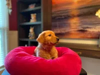 Purebred, AKC Golden #7, a male Golden Retriever for sale in Sanford, NC – Photo 3 of 10