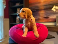 Purebred, AKC Golden #7, a male Golden Retriever for sale in Sanford, NC – Photo 1 of 10