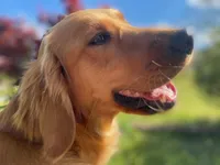 Purebred, AKC Golden #7, a male Golden Retriever for sale in Sanford, NC – Photo 8 of 10