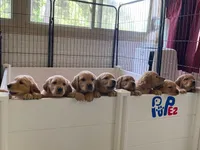 Purebred, AKC Golden #7, a male Golden Retriever for sale in Sanford, NC – Photo 2 of 10