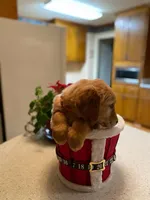 Purebred, AKC Golden Pup 11, a female Golden Retriever for sale in Sanford, NC – Photo 2 of 10