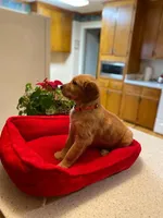 Purebred, AKC Golden Pup 11, a female Golden Retriever for sale in Sanford, NC – Photo 1 of 10