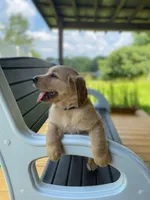 Pure-bred Golden Retriever AKC 1, a female Golden Retriever for sale in Sanford, NC – Photo 1 of 8