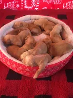 Pure-bred Golden Retriever AKC 1, a female Golden Retriever for sale in Sanford, NC – Photo 5 of 8